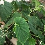 Begonia sylvatica Kukka