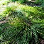 Carex montana Habitatea