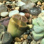 Lithops spp. 整株植物