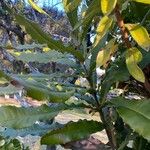 Macadamia tetraphylla Yaprak