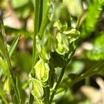 Polygala amarella Fruct