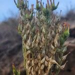 Kalanchoe lanceolata Frucht