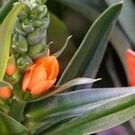 Ornithogalum dubium Leaf