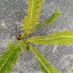 Polystichum lonchitis Лист