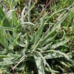 Plantago monosperma Blad