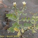 Senna alexandrina その他の提案