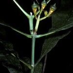 Potalia amara Fruto
