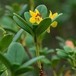 Rhododendron emarginatum Çiçek