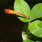 Cuphea appendiculata Kvet