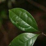 Eugenia coffeifolia Blad