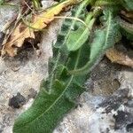 Leontodon tuberosus Hoja