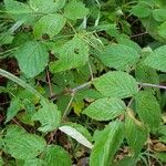 Rubus occidentalisLeaf