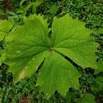 Achlys triphylla Leaf