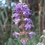 Vitex agnus-castusFleur