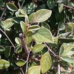 Cotoneaster franchetii পাতা