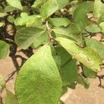 Ehretia amoena Fruto