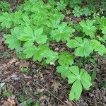 Podophyllum peltatum Fulla