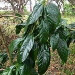 Clerodendrum indicum Levél