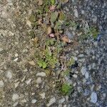 Oxalis corniculata Leaf