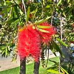 Callistemon citrinusLorea