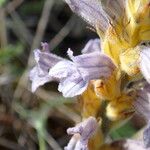 Phelipanche purpurea Flower