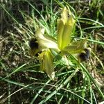 Iris tuberosa Fiore
