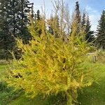 Larix laricinaList