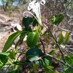 Humbertioturraea malifolia Flor