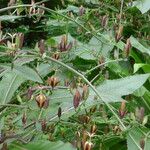 Musschia wollastonii Flower
