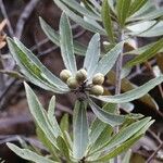 Pittosporum deplanchei Blad