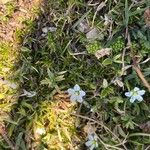 Sagina glabra 花