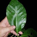 Macrocnemum roseum Leaf