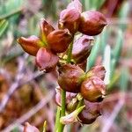 Scheuchzeria palustris Vaisius