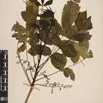 Toxicodendron succedaneum Other