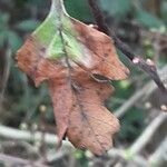 Crataegus rhipidophylla Blatt