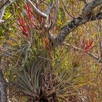 Tillandsia fasciculata Çiçek