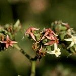 Anacardium occidentale Floro