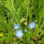 Nemophila menziesii ফুল