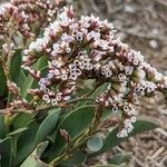 Limonium auriculae-ursifoliumफूल