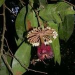 Marcgravia nepenthoides Other