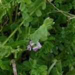 Astragalus pelecinus Fleur