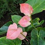 Anthurium scherzerianumBlüte