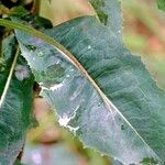 Lactuca virosa Feuille