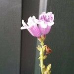 Penstemon cobaea Flower