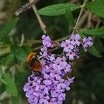 Buddleja davidiiBlomst