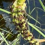 Pontederia cordata Frucht