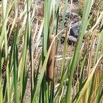 Typha orientalis 果實