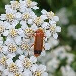 Achillea millefolium Çiçek