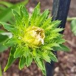 Stokesia laevis Flor