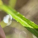 Caperonia castaneifolia Blatt